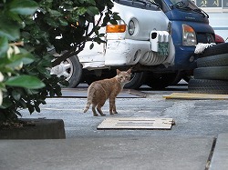 茶ブチ猫