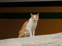 茶ブチ猫