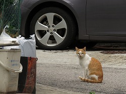 茶ブチ猫