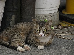 キジブチ猫