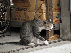 キジブチ猫