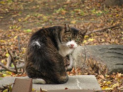 キジブチ猫