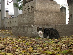 キジブチ猫