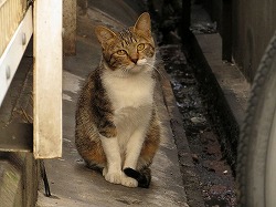 キジブチ猫