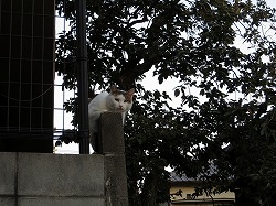 キジブチ猫