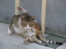キジブチ猫
