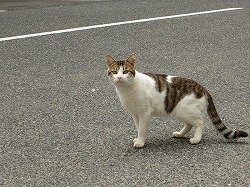 キジブチ猫