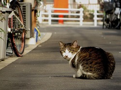 キジブチ猫