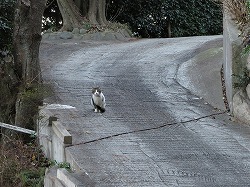 キジブチ猫