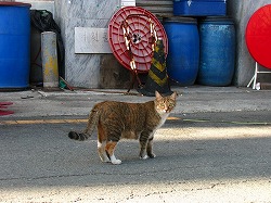 キジブチ猫