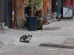 キジブチ猫