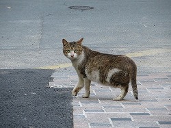 キジブチ猫