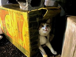 キジブチ猫