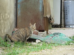 キジブチ猫