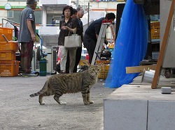 キジブチ猫