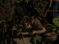キジブチ猫