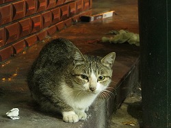 キジブチ猫