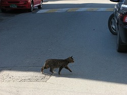 キジブチ猫