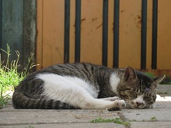 キジブチ猫