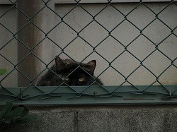 黒二毛猫