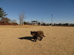 黒二毛猫