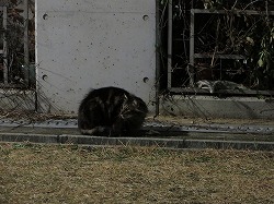黒二毛猫