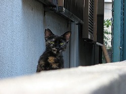 黒二毛猫