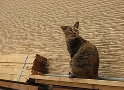 キジ二毛猫