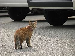 キジ二毛猫