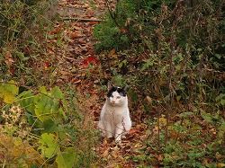 黒三毛猫