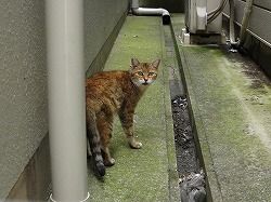 キジ三毛猫