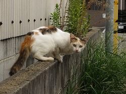 キジ三毛猫